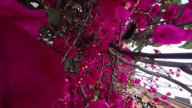 Pembe canlı çiçekler. Yüksek kaliteli FullHD görüntüler