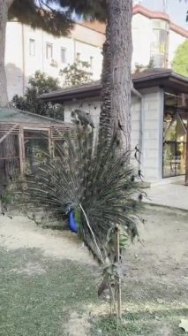 Tavus kuşu tüylerini sergiliyor. Yüksek kalite 4k görüntü