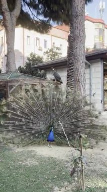 Tavus kuşu tüylerini sergiliyor. Yüksek kalite 4k görüntü