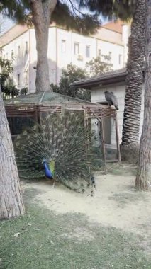 Tavus kuşu tüylerini sergiliyor. Yüksek kalite 4k görüntü