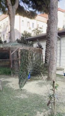Tavus kuşu tüylerini sergiliyor. Yüksek kalite 4k görüntü