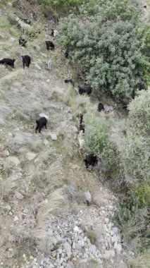 Keçiler yamaçta sallanıyor. Yüksek kalite 4k görüntü