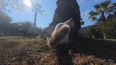 Kediler kamera ağacı. Kediler ve kamera Yüksek kalite fotoğraf