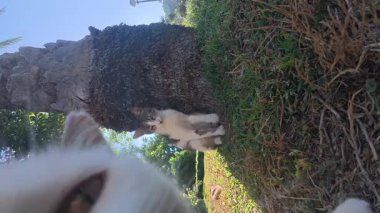 Kediler kamera ağacı. Kediler ve kamera Yüksek kalite fotoğraf