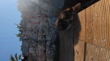Yavru kedi güneşli kaldırım. Kedi yavrusu kaldırımda oynuyor. Yüksek kalite fotoğraf