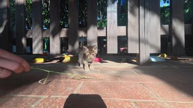 Kedi yavrusu kaldırımda oynuyor. Yüksek kalite fotoğraf