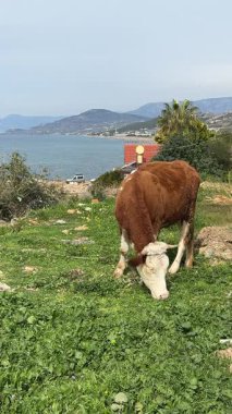 İnek otlayan inek otlayan bir yer. Yüksek kalite fotoğraf