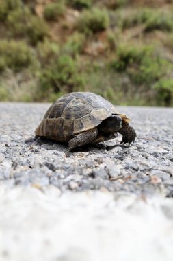 Kaplumbağa kayalık arazisi. Otların arasında kaplumbağa. Yüksek kalite fotoğraf