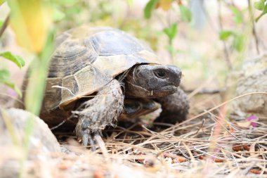 Kaplumbağa kayalık arazisi. Otların arasında kaplumbağa. Yüksek kalite fotoğraf