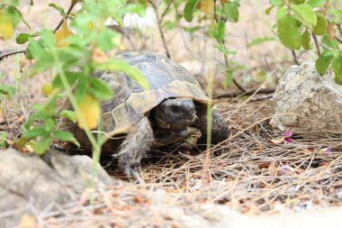 Kaplumbağa kayalık arazisi. Otların arasında kaplumbağa. Yüksek kalite fotoğraf