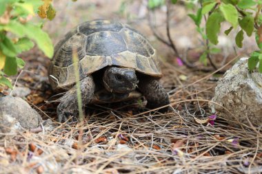 Kaplumbağa kayalık arazisi. Otların arasında kaplumbağa. Yüksek kalite fotoğraf