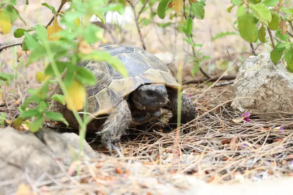 Kaplumbağa kayalık arazisi. Otların arasında kaplumbağa. Yüksek kalite fotoğraf