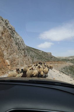 Önde gelen koyunlar. Koyun Dağı Yolu Yüksek Kaliteli FullHD görüntüleri