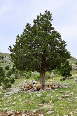 Önde gelen koyunlar. Koyun Dağı Yolu Yüksek Kaliteli FullHD görüntüleri