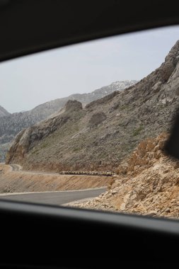 Önde gelen koyunlar. Koyun Dağı Yolu Yüksek Kaliteli FullHD görüntüleri