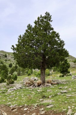 Önde gelen koyunlar. Koyun Dağı Yolu Yüksek Kaliteli FullHD görüntüleri