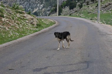 Köpek kayalıkları manzarası. Yüksek kalite fotoğraf