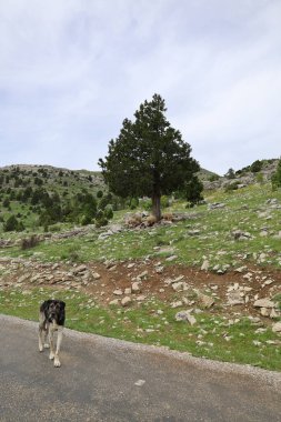 Köpek kayalıkları manzarası. Yüksek kalite fotoğraf