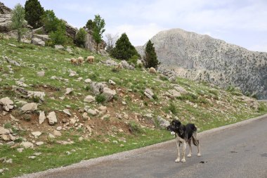 Köpek kayalıkları manzarası. Yüksek kalite fotoğraf