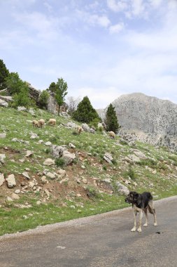 Köpek kayalıkları manzarası. Yüksek kalite fotoğraf