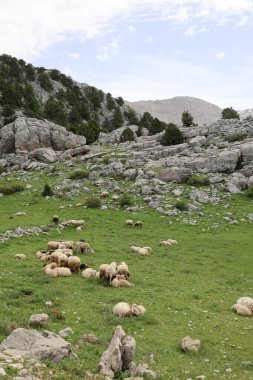 Önde gelen koyunlar. Koyun Dağı Yolu Yüksek Kaliteli FullHD görüntüleri