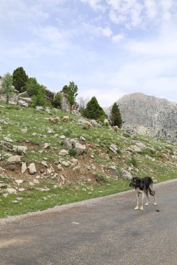 Köpek kayalıkları manzarası. Yüksek kalite fotoğraf