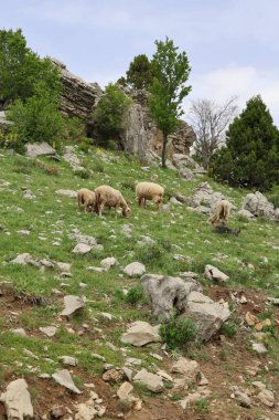 Önde gelen koyunlar. Koyun Dağı Yolu Yüksek Kaliteli FullHD görüntüleri