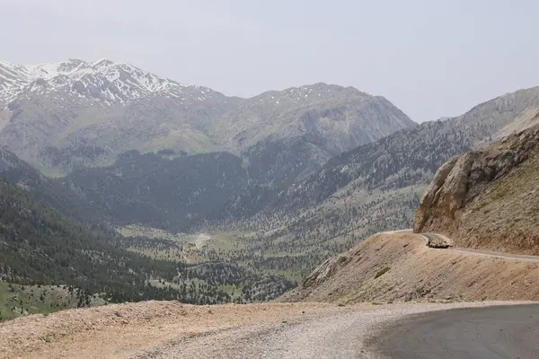 Önde gelen koyunlar. Koyun Dağı Yolu Yüksek Kaliteli FullHD görüntüleri