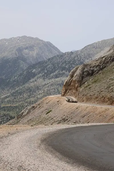 Önde gelen koyunlar. Koyun Dağı Yolu Yüksek Kaliteli FullHD görüntüleri