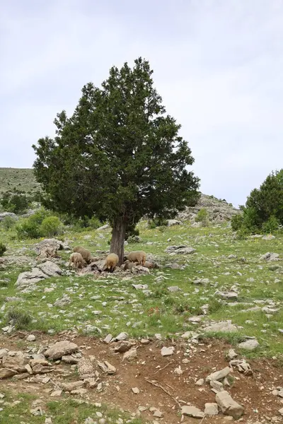 Önde gelen koyunlar. Koyun Dağı Yolu Yüksek Kaliteli FullHD görüntüleri