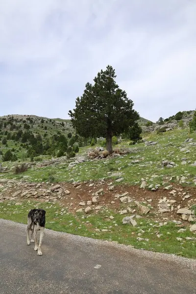 Köpek kayalıkları manzarası. Yüksek kalite fotoğraf