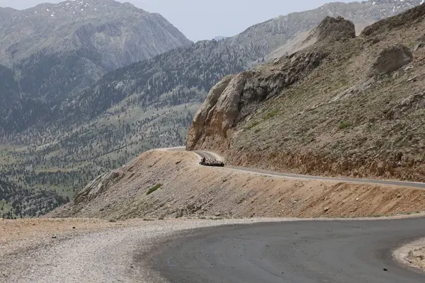 Önde gelen koyunlar. Koyun Dağı Yolu Yüksek Kaliteli FullHD görüntüleri