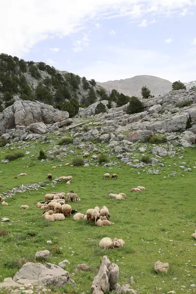 Önde gelen koyunlar. Koyun Dağı Yolu Yüksek Kaliteli FullHD görüntüleri