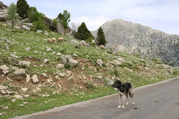 Köpek kayalıkları manzarası. Yüksek kalite fotoğraf