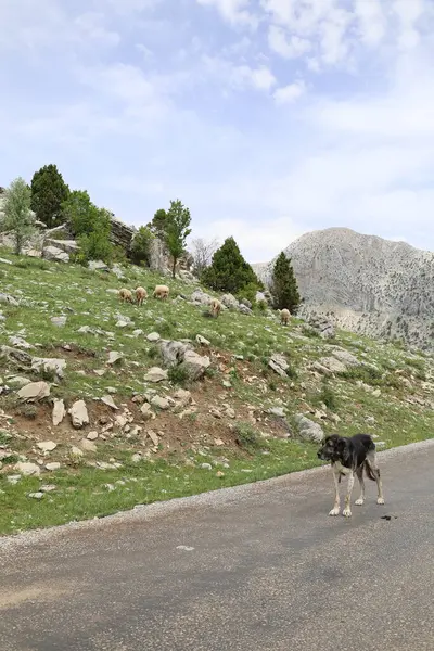 Köpek kayalıkları manzarası. Yüksek kalite fotoğraf