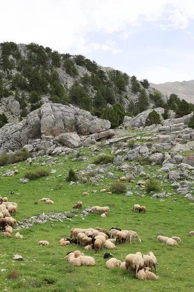 Önde gelen koyunlar. Koyun Dağı Yolu Yüksek Kaliteli FullHD görüntüleri