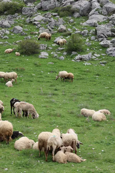 Önde gelen koyunlar. Koyun Dağı Yolu Yüksek Kaliteli FullHD görüntüleri