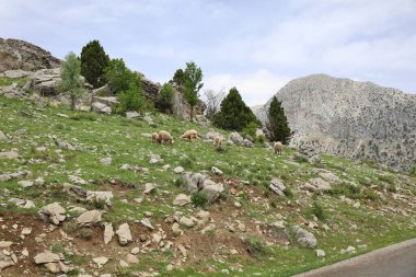Önde gelen koyunlar. Koyun Dağı Yolu Yüksek Kaliteli FullHD görüntüleri