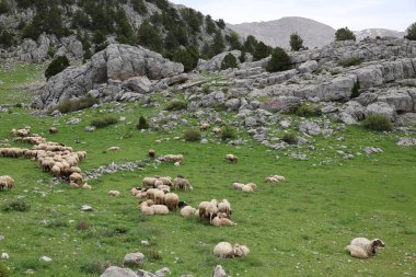 Önde gelen koyunlar. Koyun Dağı Yolu Yüksek Kaliteli FullHD görüntüleri