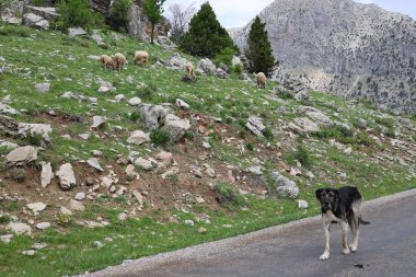 Köpek kayalıkları manzarası. Yüksek kalite fotoğraf