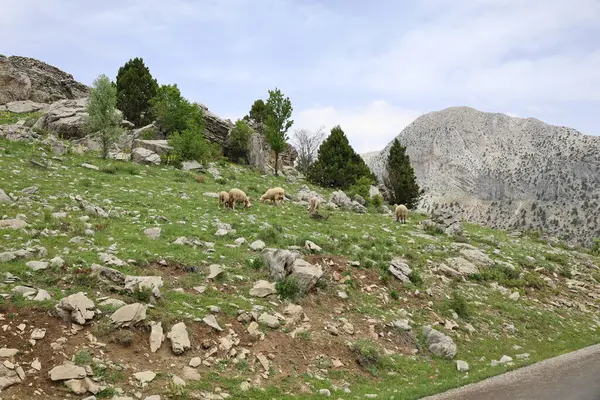 Önde gelen koyunlar. Koyun Dağı Yolu Yüksek Kaliteli FullHD görüntüleri