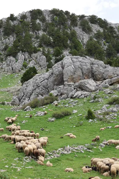 Önde gelen koyunlar. Koyun Dağı Yolu Yüksek Kaliteli FullHD görüntüleri