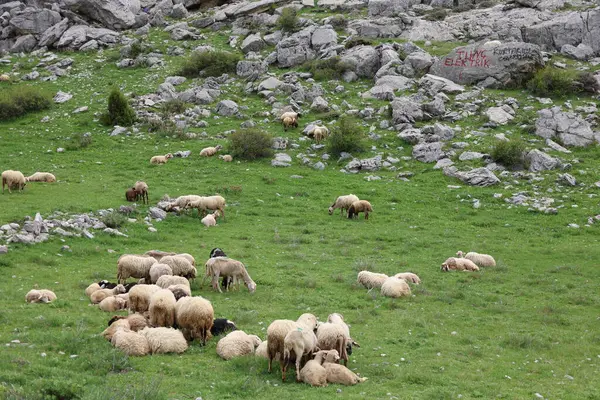 Önde gelen koyunlar. Koyun Dağı Yolu Yüksek Kaliteli FullHD görüntüleri
