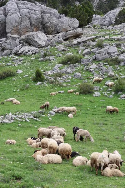 Önde gelen koyunlar. Koyun Dağı Yolu Yüksek Kaliteli FullHD görüntüleri