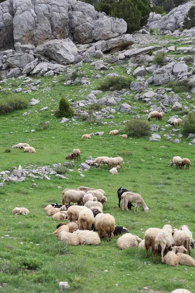 Önde gelen koyunlar. Koyun Dağı Yolu Yüksek Kaliteli FullHD görüntüleri