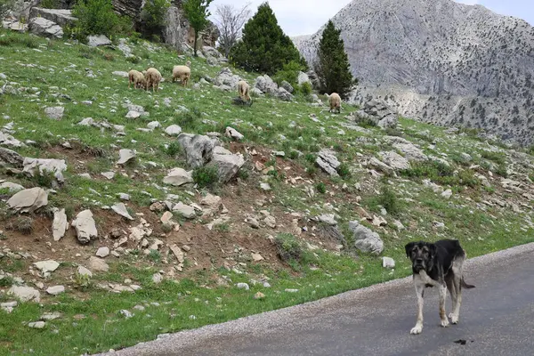 Köpek kayalıkları manzarası. Yüksek kalite fotoğraf