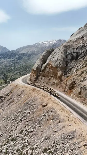 Önde gelen koyunlar. Koyun Dağı Yolu Yüksek Kaliteli FullHD görüntüleri