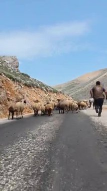 Önde gelen koyunlar. Koyun Dağı Yolu Yüksek Kaliteli FullHD görüntüleri