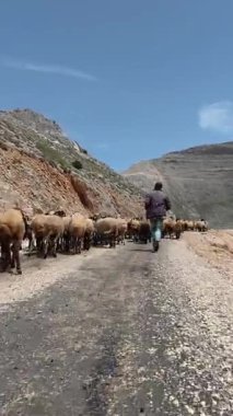 Önde gelen koyunlar. Koyun Dağı Yolu Yüksek Kaliteli FullHD görüntüleri