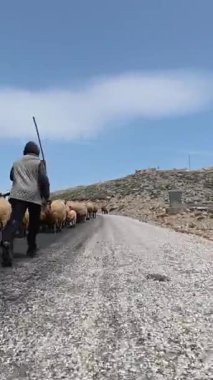 Önde gelen koyunlar. Yüksek kaliteli FullHD görüntüler